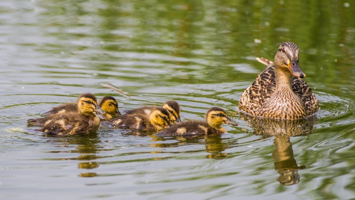 24 年 春 ------ 湿 地 精 灵 （ 五 ）
