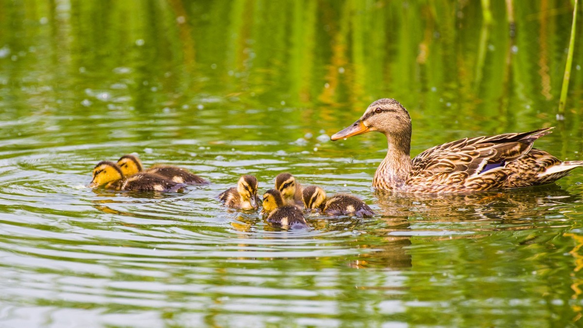 24 年 春 ------ 湿 地 精 灵 （ 五 ）