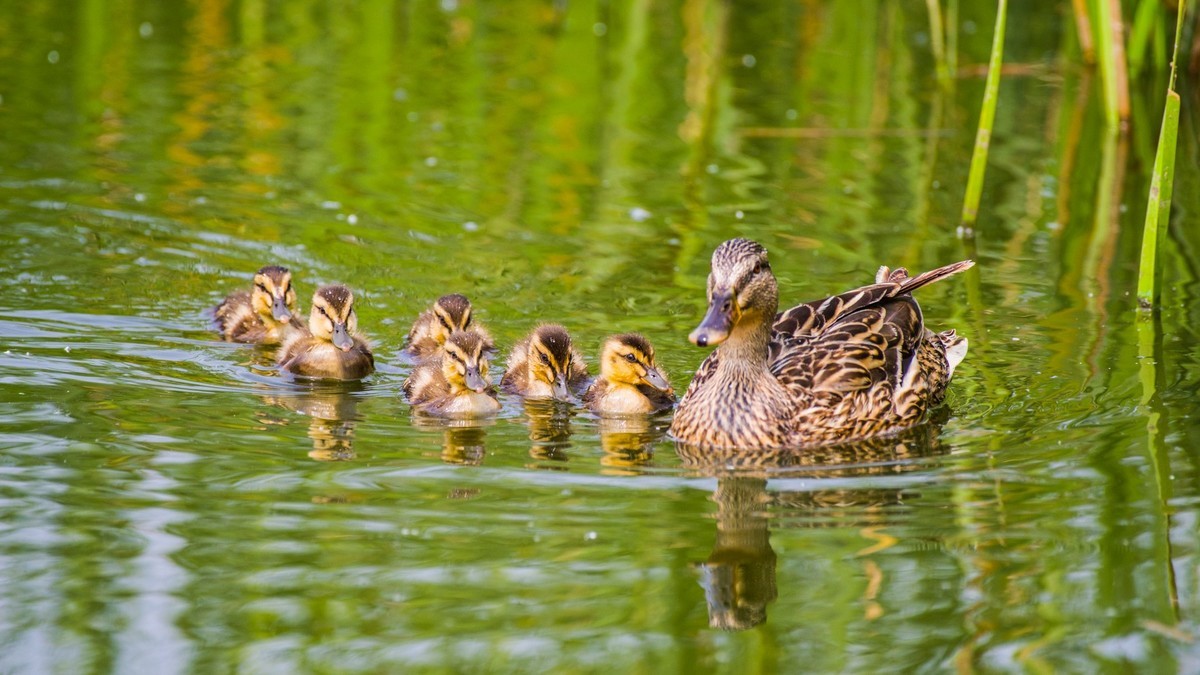 24 年 春 ------ 湿 地 精 灵 （ 五 ）