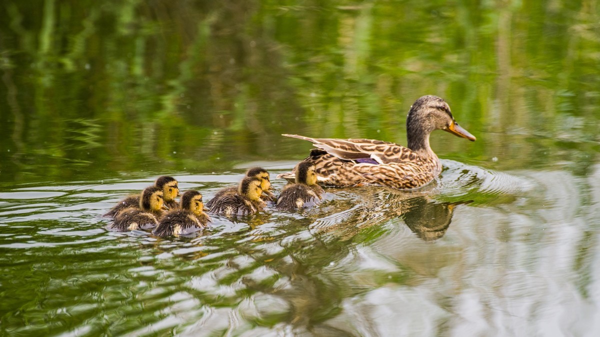 24 年 春 ------ 湿 地 精 灵 （ 五 ）