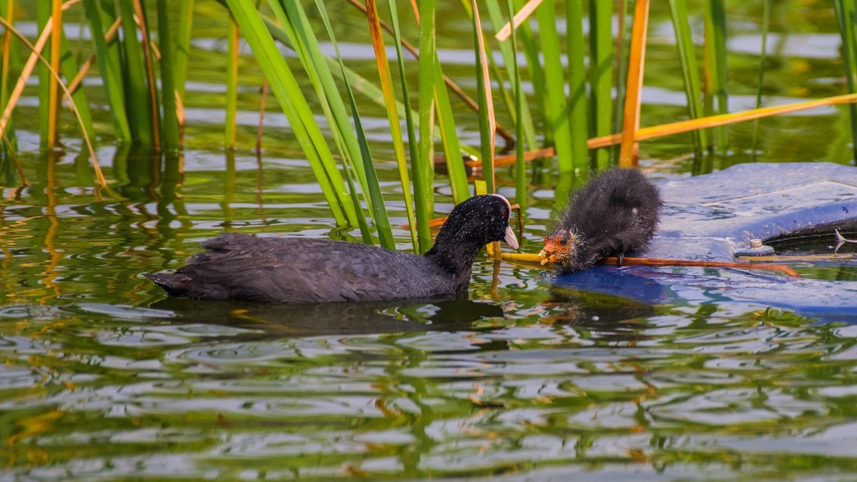24 年 春 ------ 湿 地 精 灵 （ 五 ）