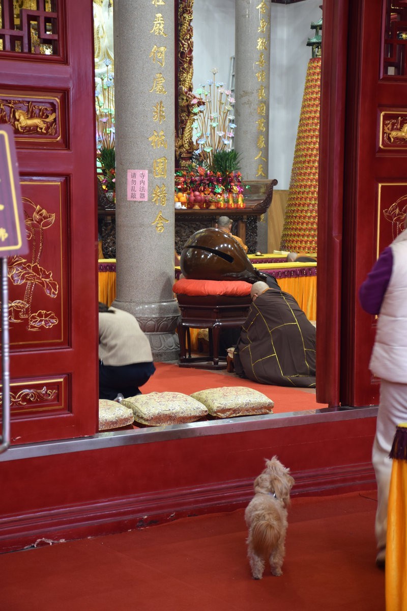 2025春节 广东行（34）众生平等