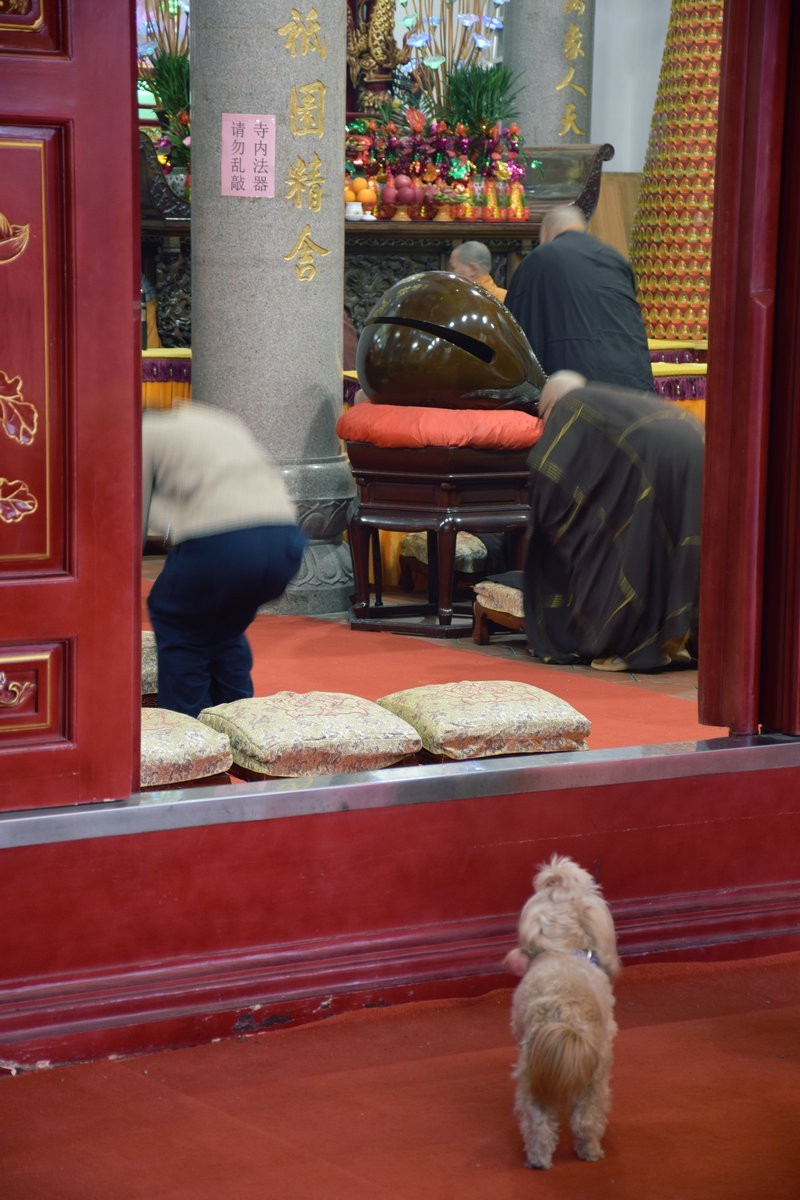 2025春节 广东行（34）众生平等