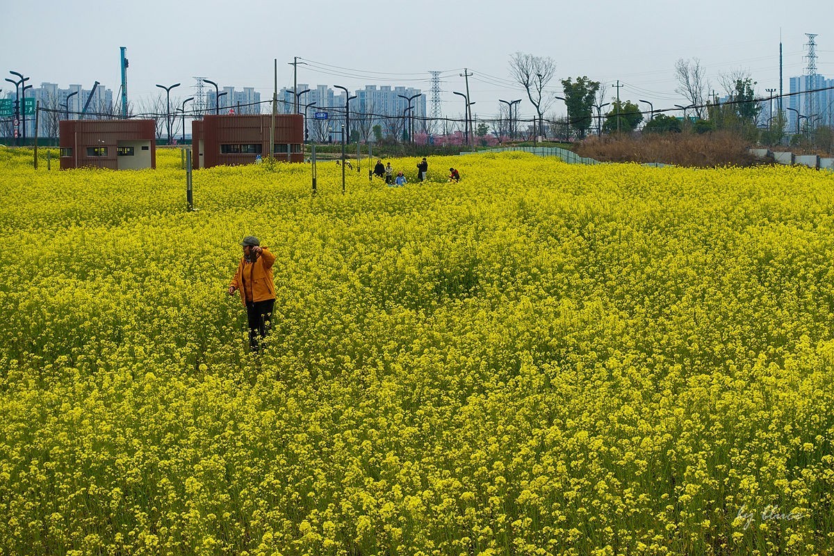 东沙湖边的油菜花开了（续）