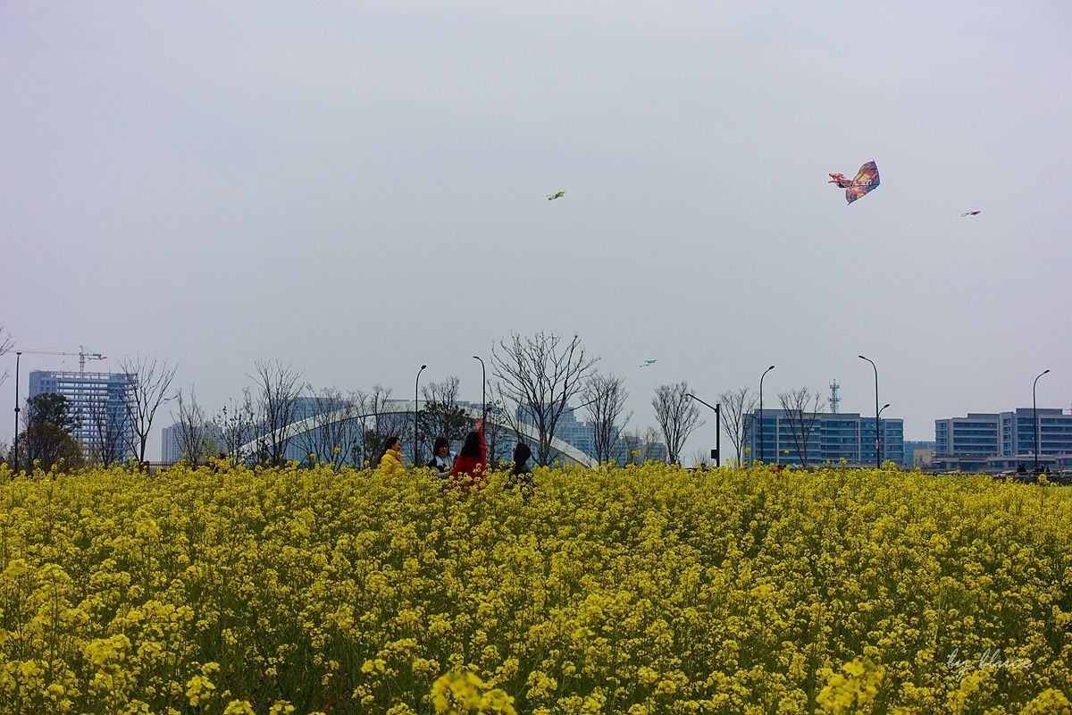 东沙湖边的油菜花开了（续）