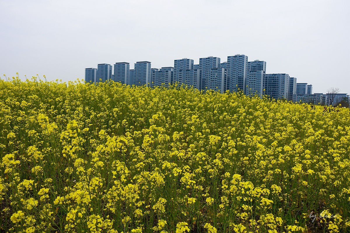 东沙湖边的油菜花开了（续）