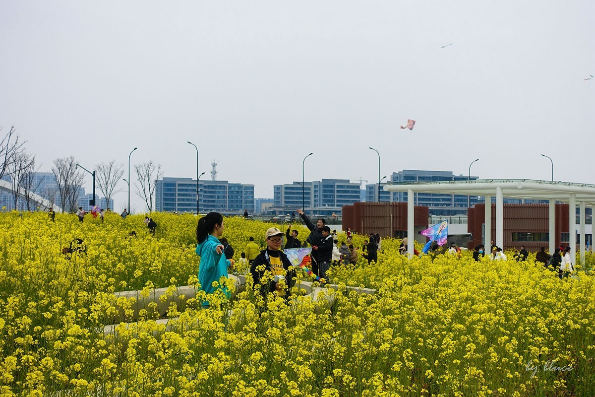 东沙湖边的油菜花开了（续）