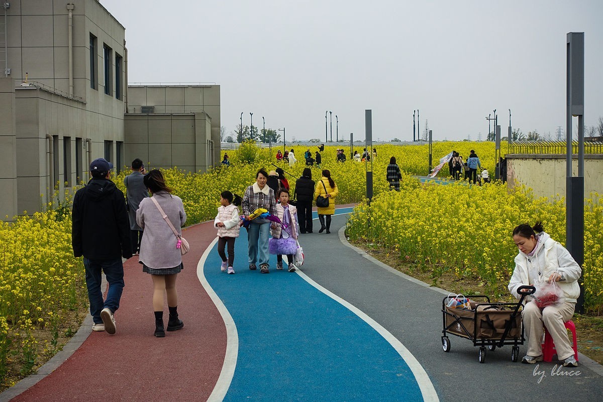 东沙湖边的油菜花开了（续）