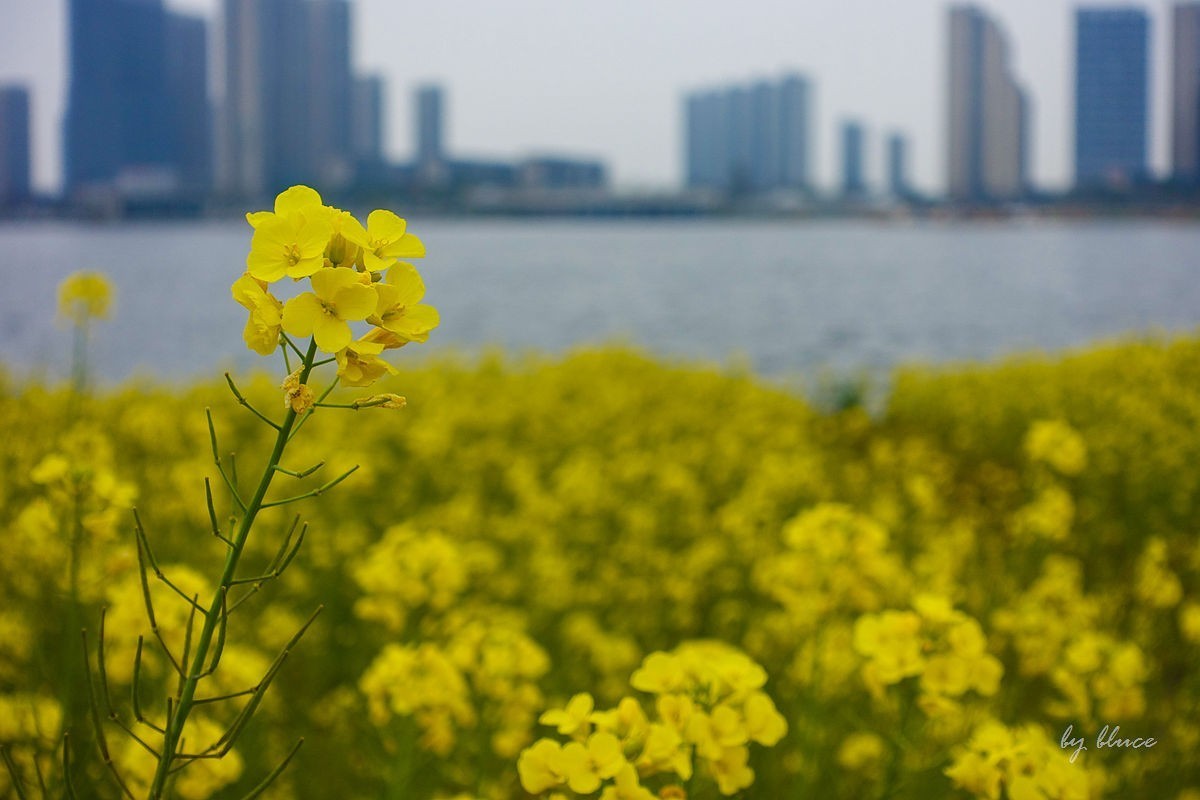 东沙湖边的油菜花开了（续）