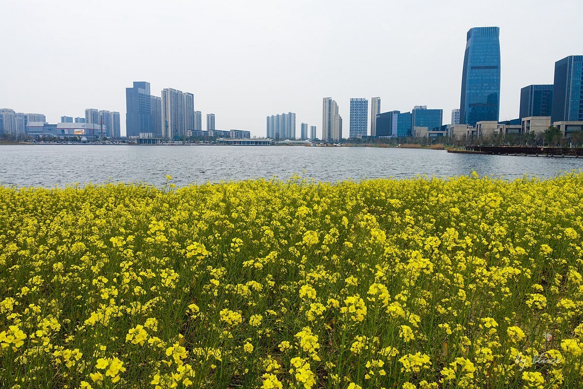 东沙湖边的油菜花开了（续）