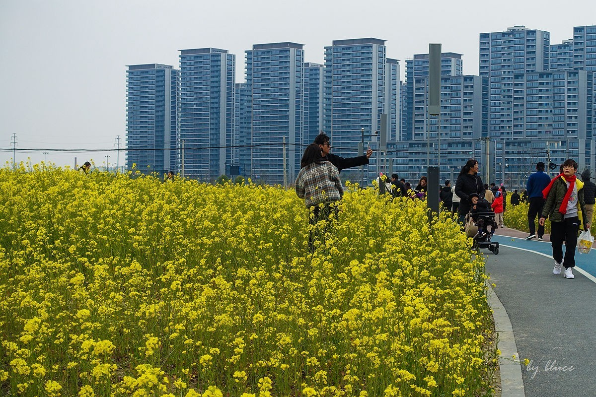 东沙湖边的油菜花开了（续）