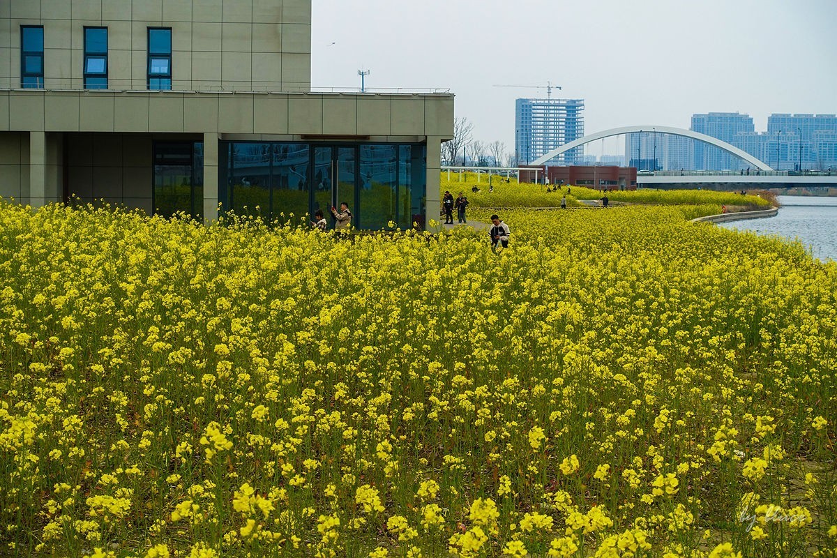 东沙湖边的油菜花开了（续）