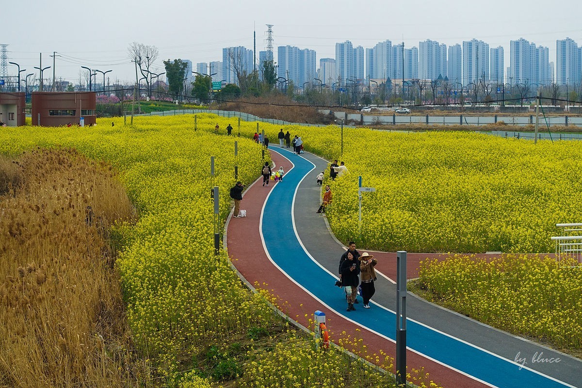 东沙湖边的油菜花开了（续）