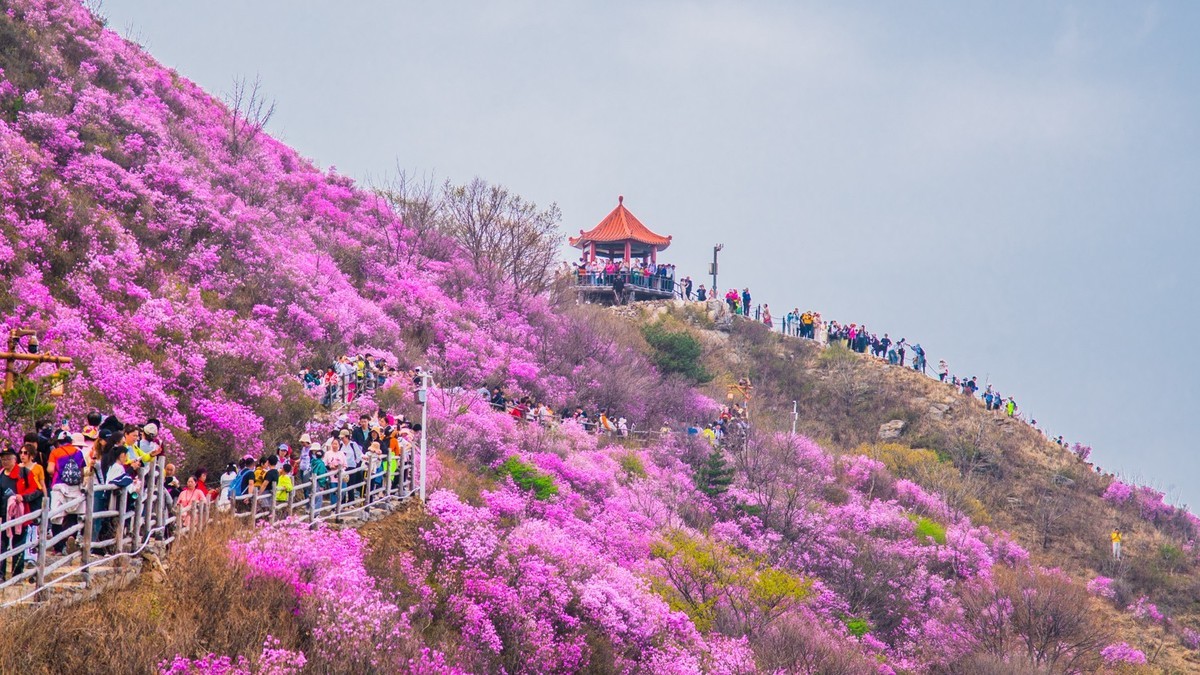 大 黑 山 上 杜 鹃 红 （ 六 ）