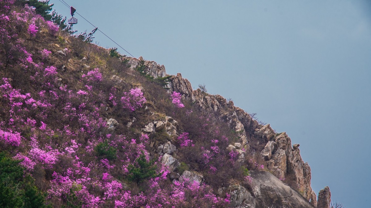 大 黑 山 上 杜 鹃 红 （ 六 ）