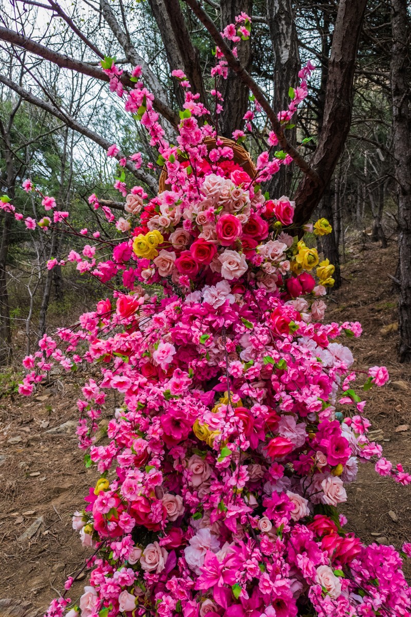大 黑 山 上 杜 鹃 红 （ 六 ）