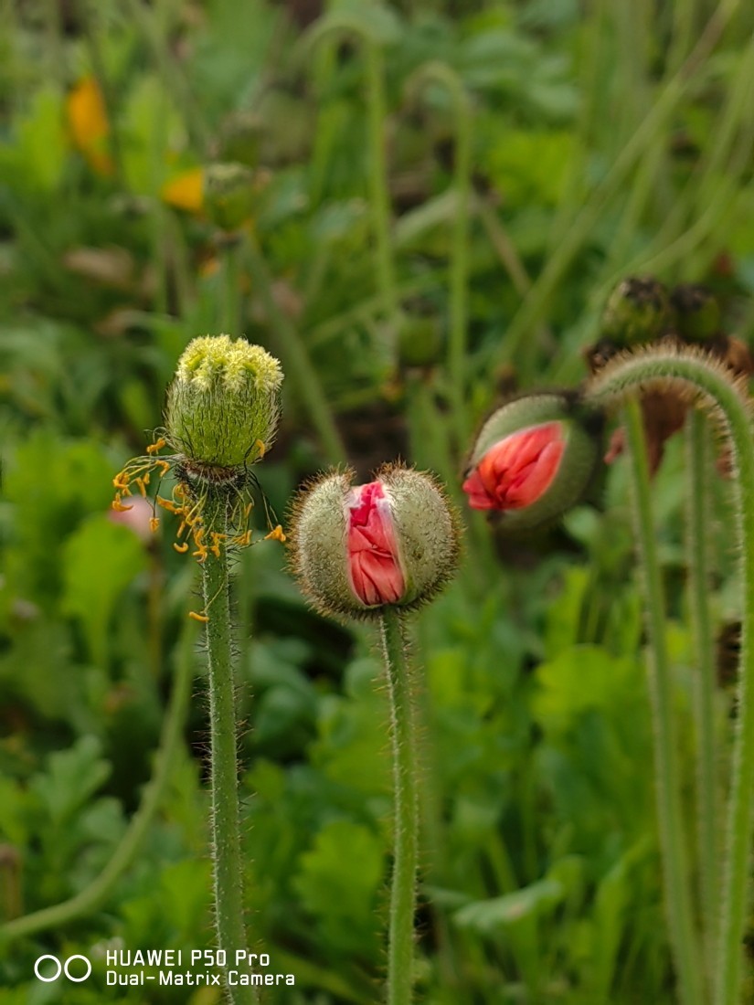 外出随拍（续370）.
