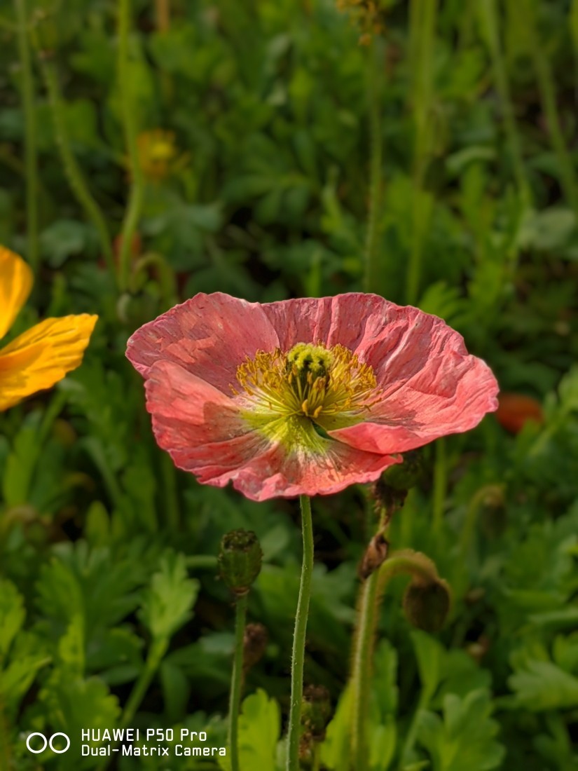 外出随拍（续370）.