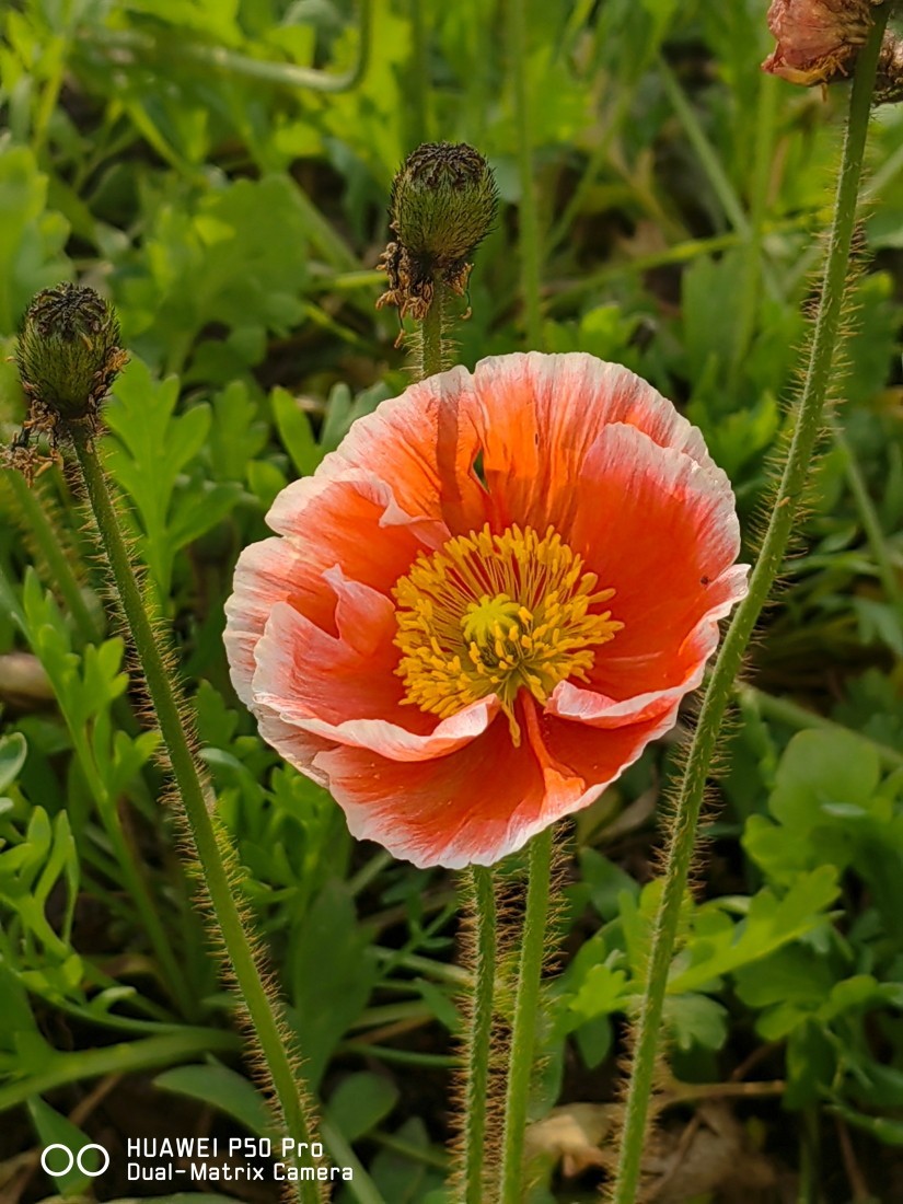 外出随拍（续370）.