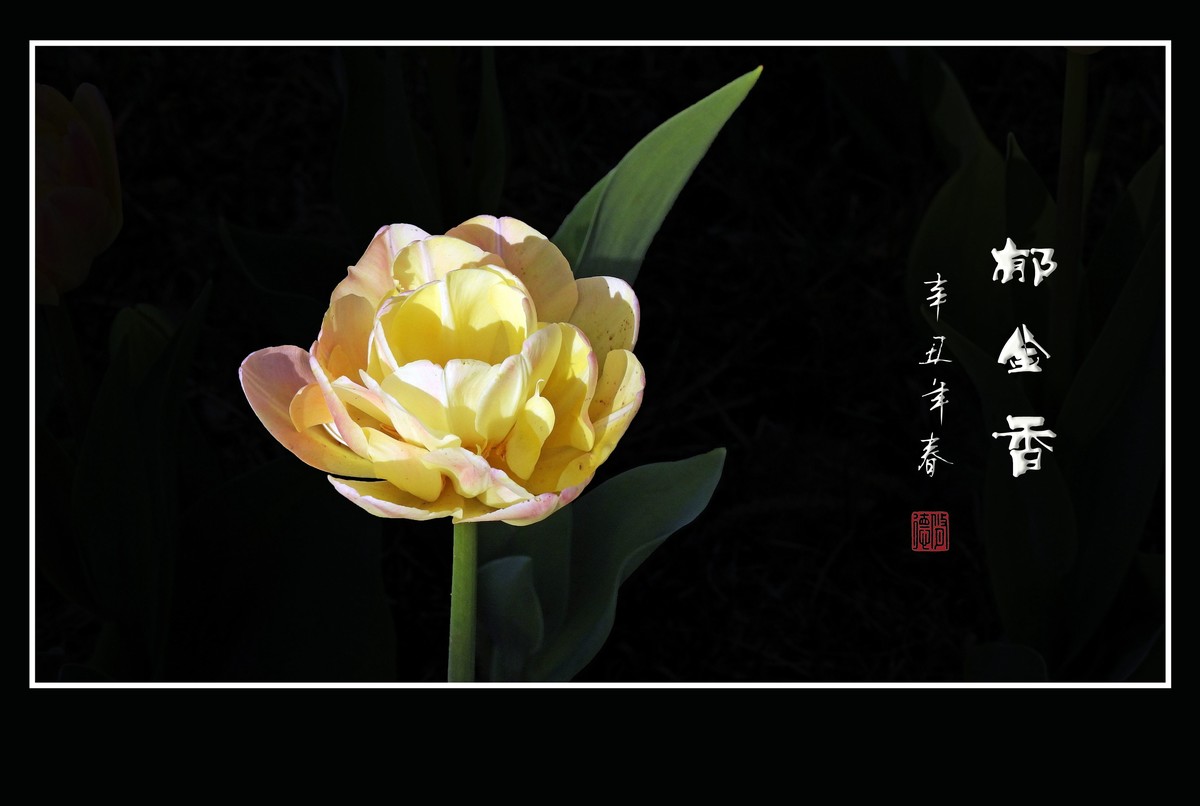 美丽鲜艳的郁金香