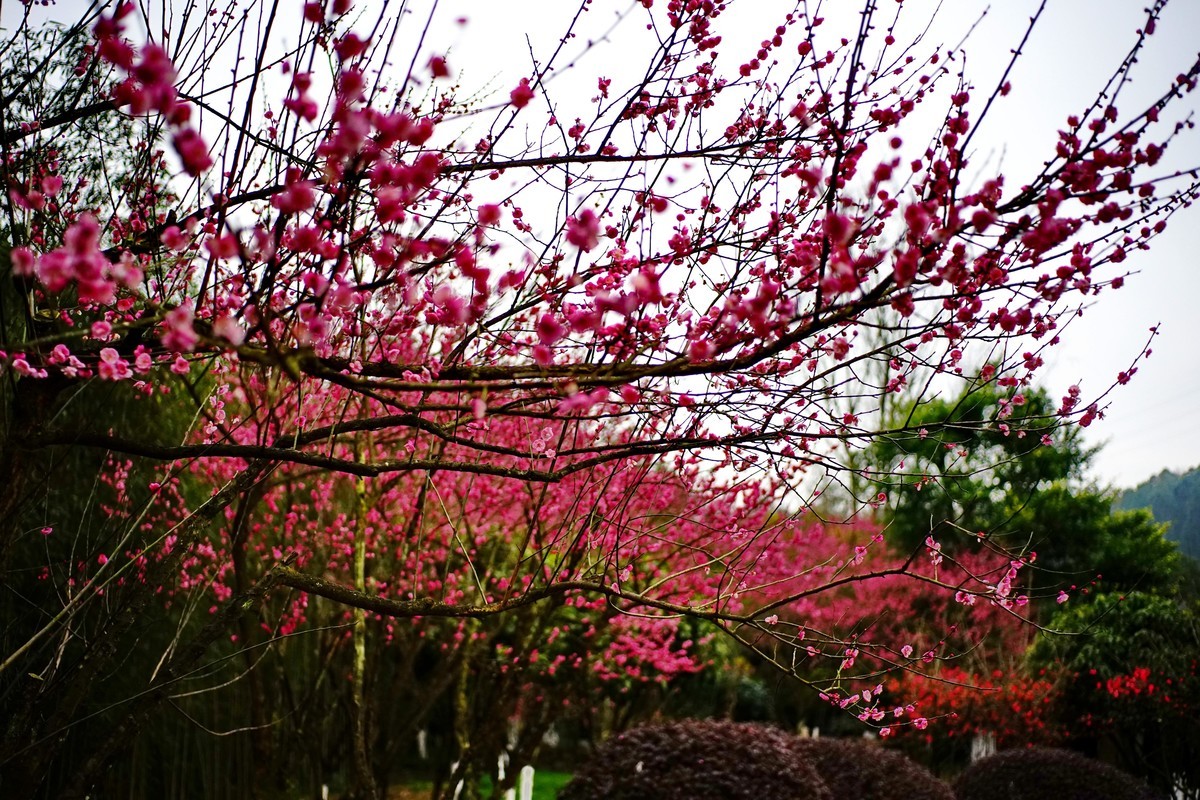 美能达50微拍园博园