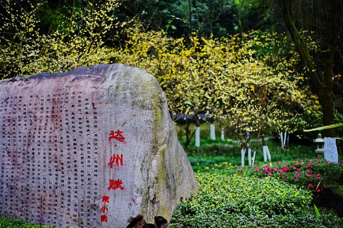 美能达50微拍园博园