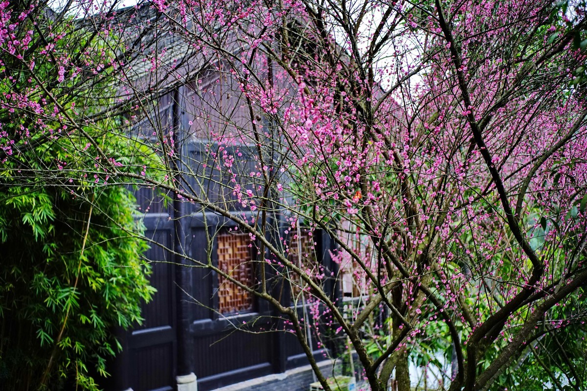 美能达50微拍园博园