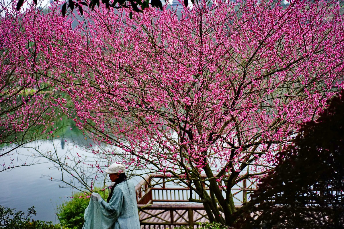 美能达50微拍园博园