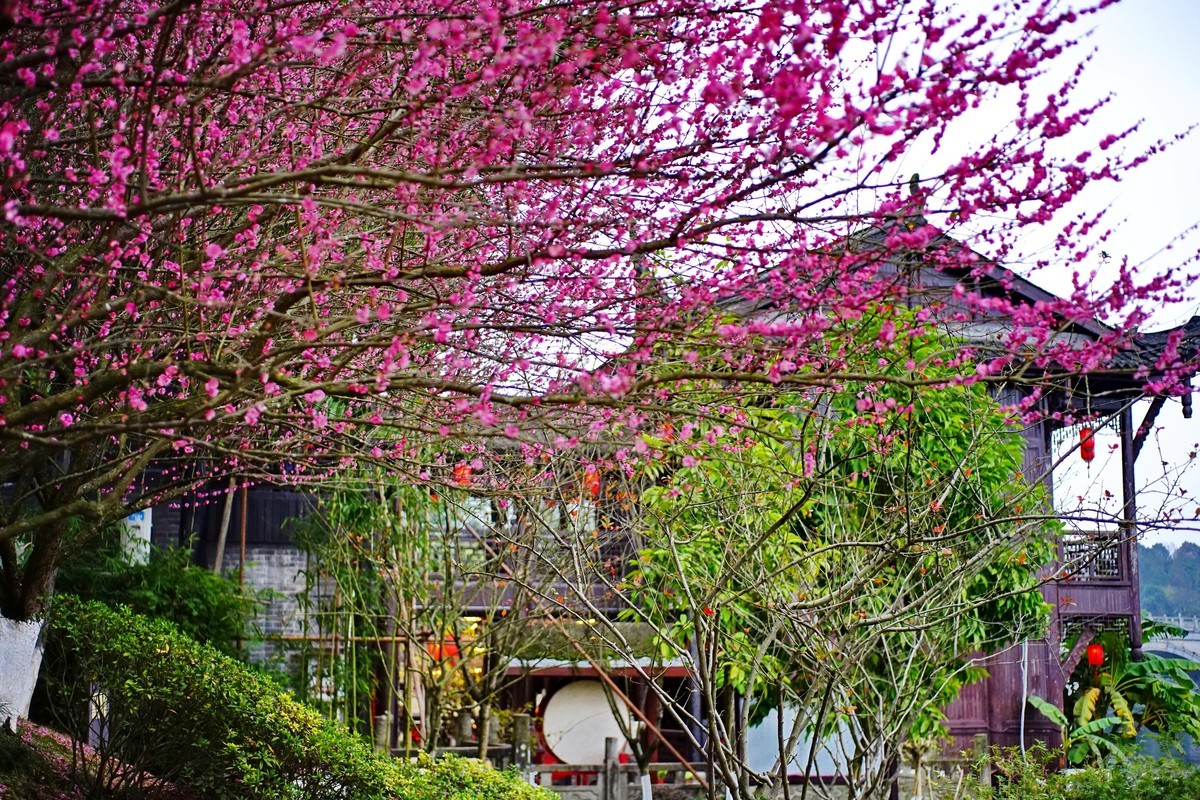 美能达50微拍园博园