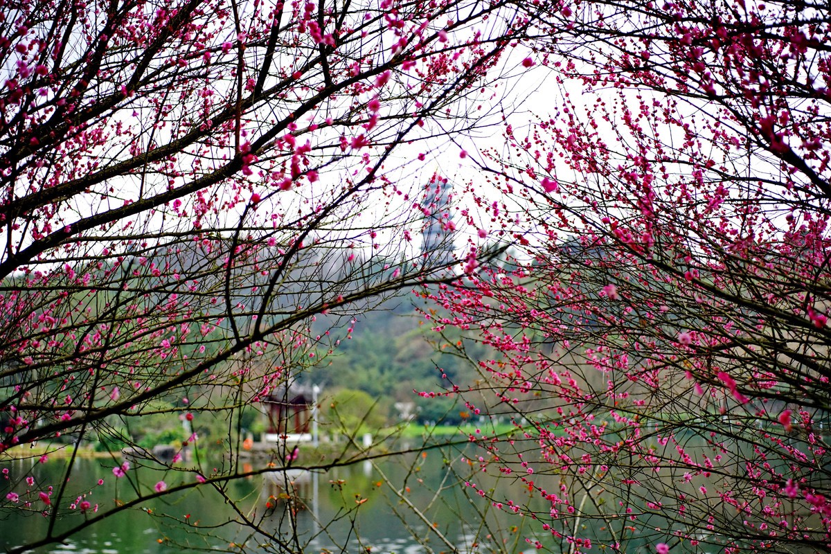 美能达50微拍园博园