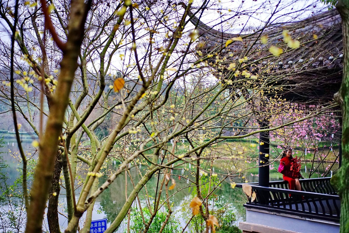 美能达50微拍园博园