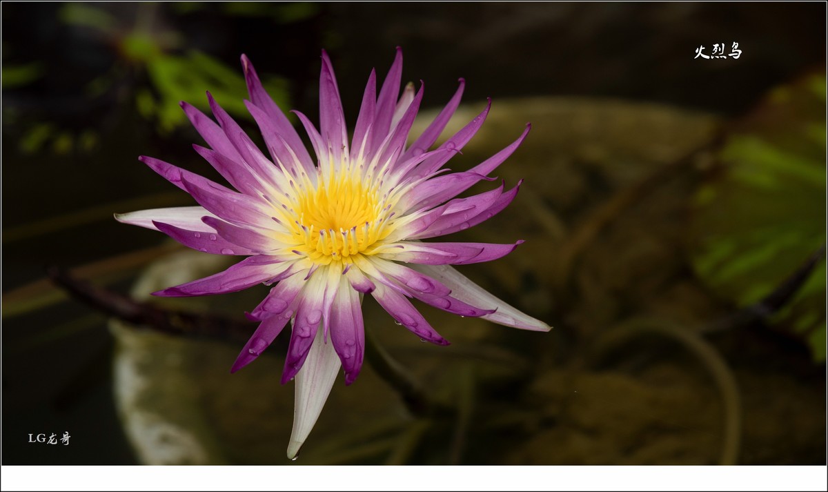 ★★★★★名贵莲花十五种