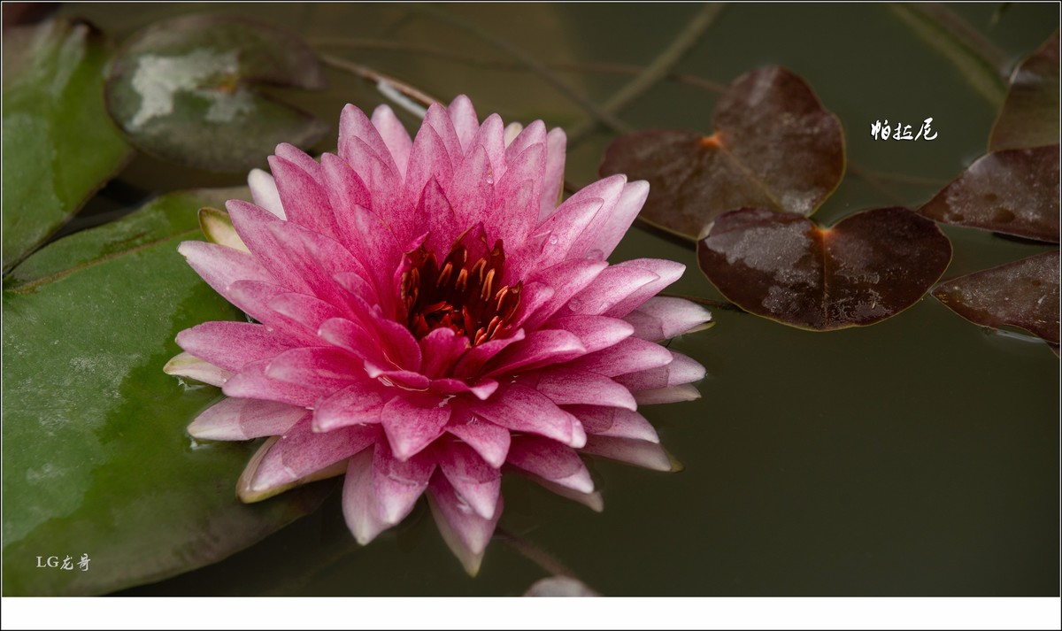★★★★★名贵莲花十五种