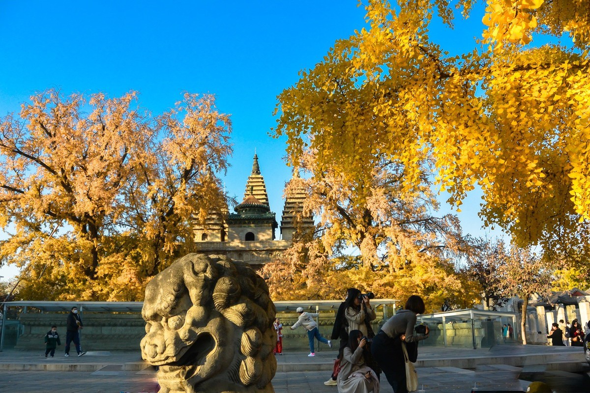 秋游五塔寺赏600年古银杏风采1