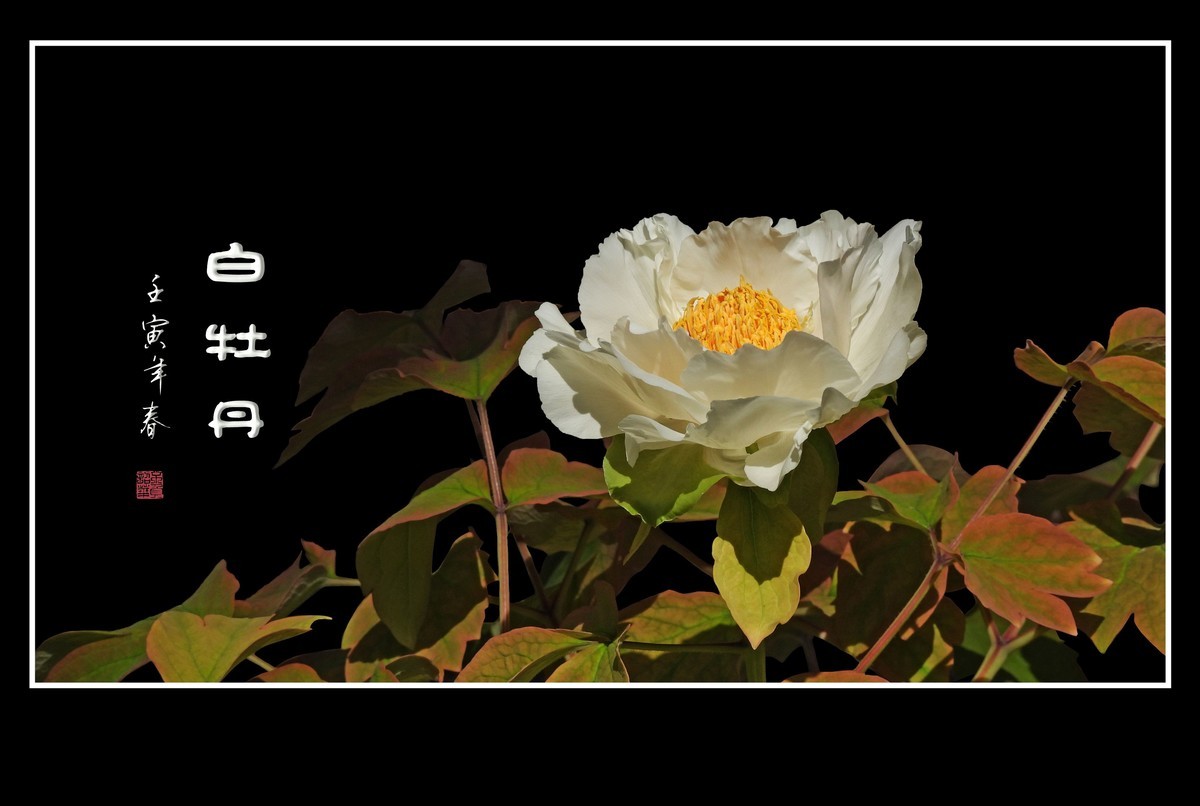 圣洁靓丽的白牡丹花