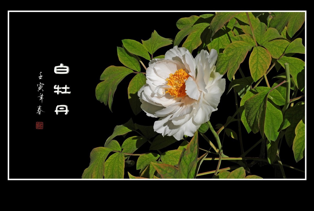 圣洁靓丽的白牡丹花