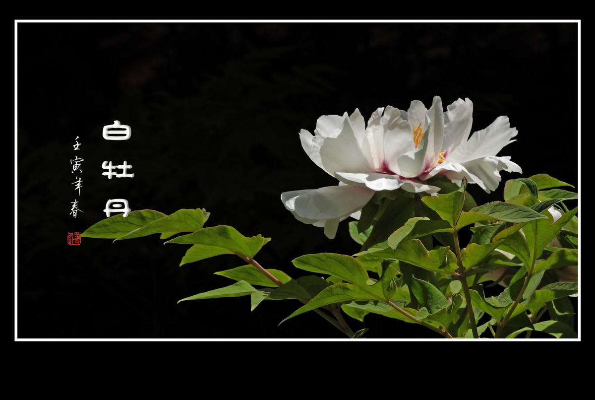 圣洁靓丽的白牡丹花