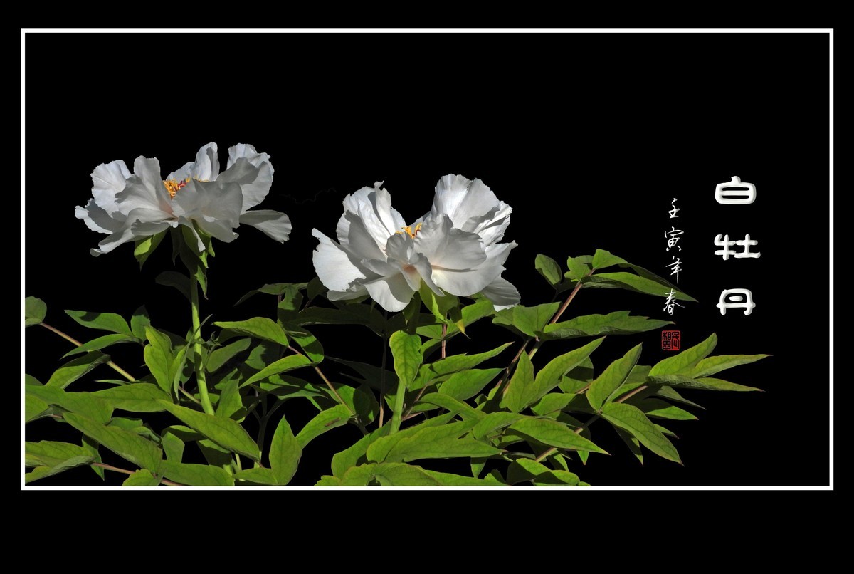 圣洁靓丽的白牡丹花