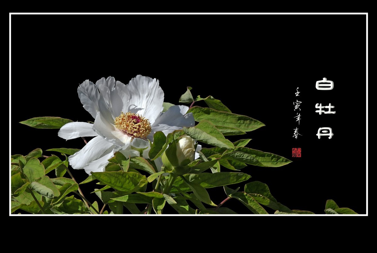 圣洁靓丽的白牡丹花