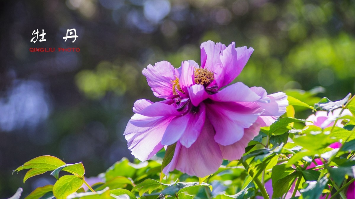 花开富贵，福寿绵长------祝好友新春快乐！
