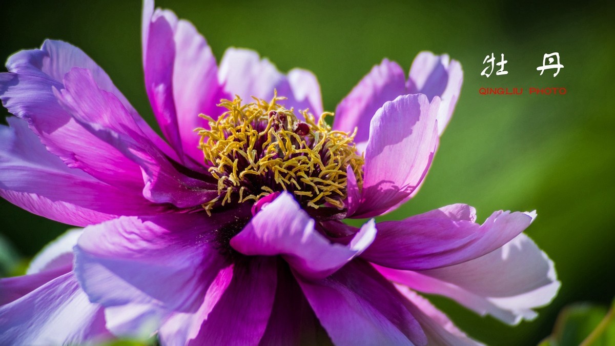 花开富贵，福寿绵长------祝好友新春快乐！
