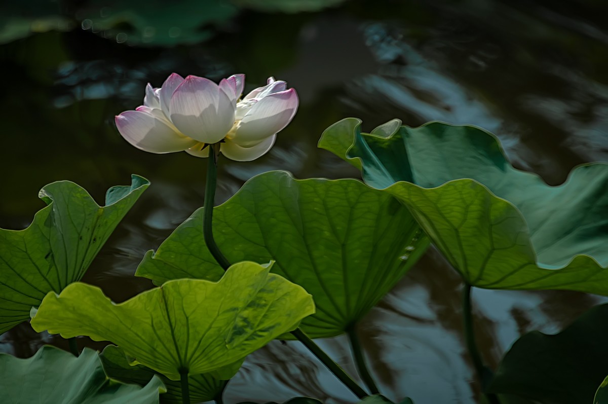 芒种已至，荷花盛开 （2）