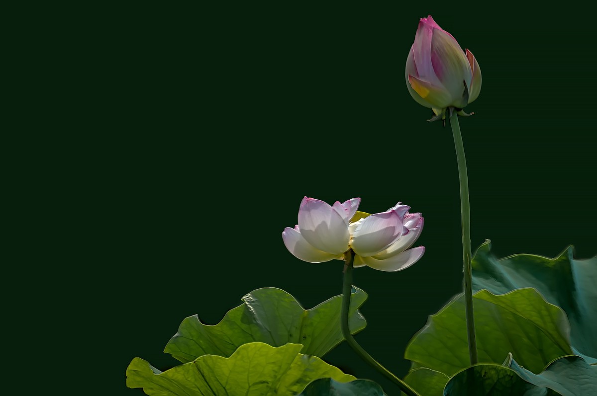 芒种已至，荷花盛开 （2）