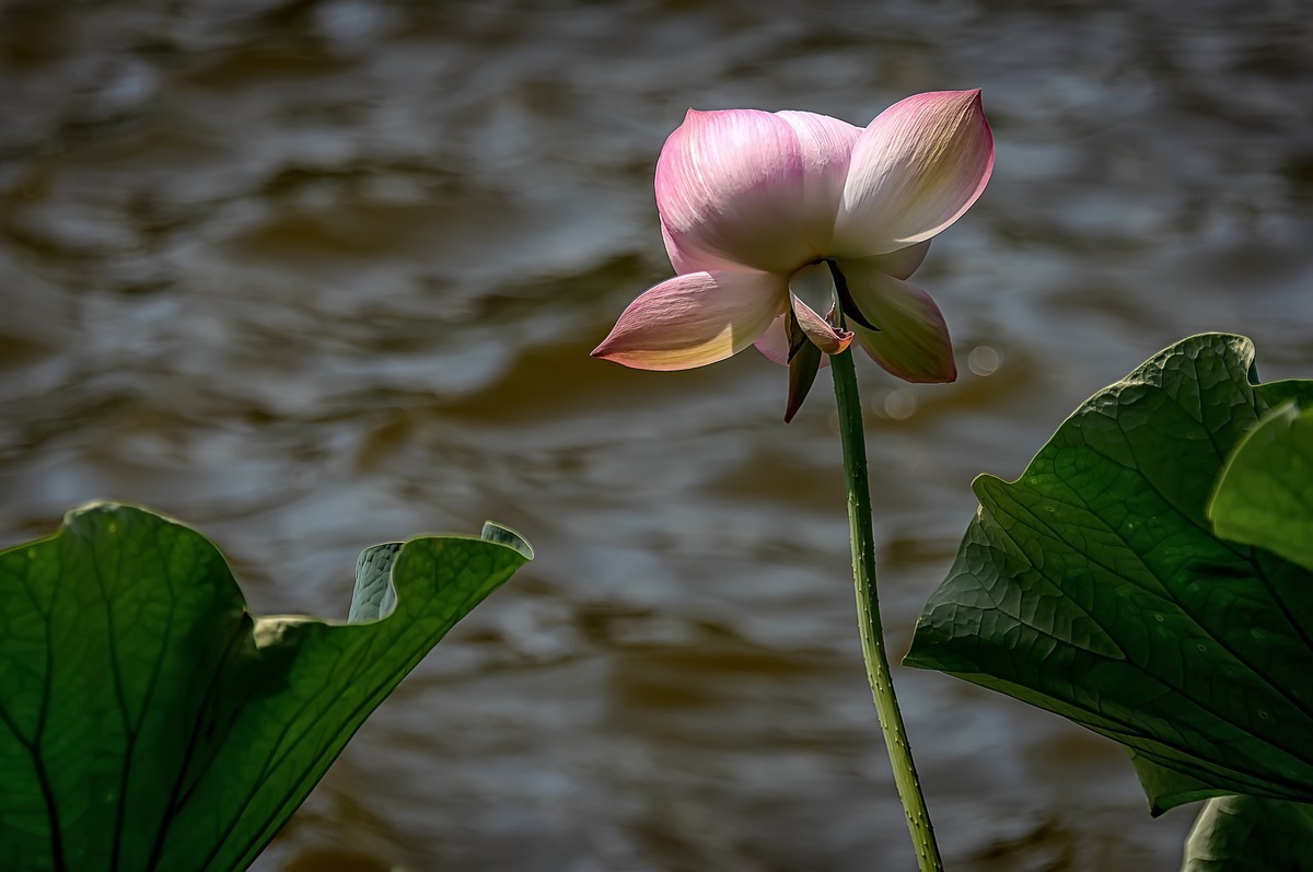 芒种已至，荷花盛开 （2）