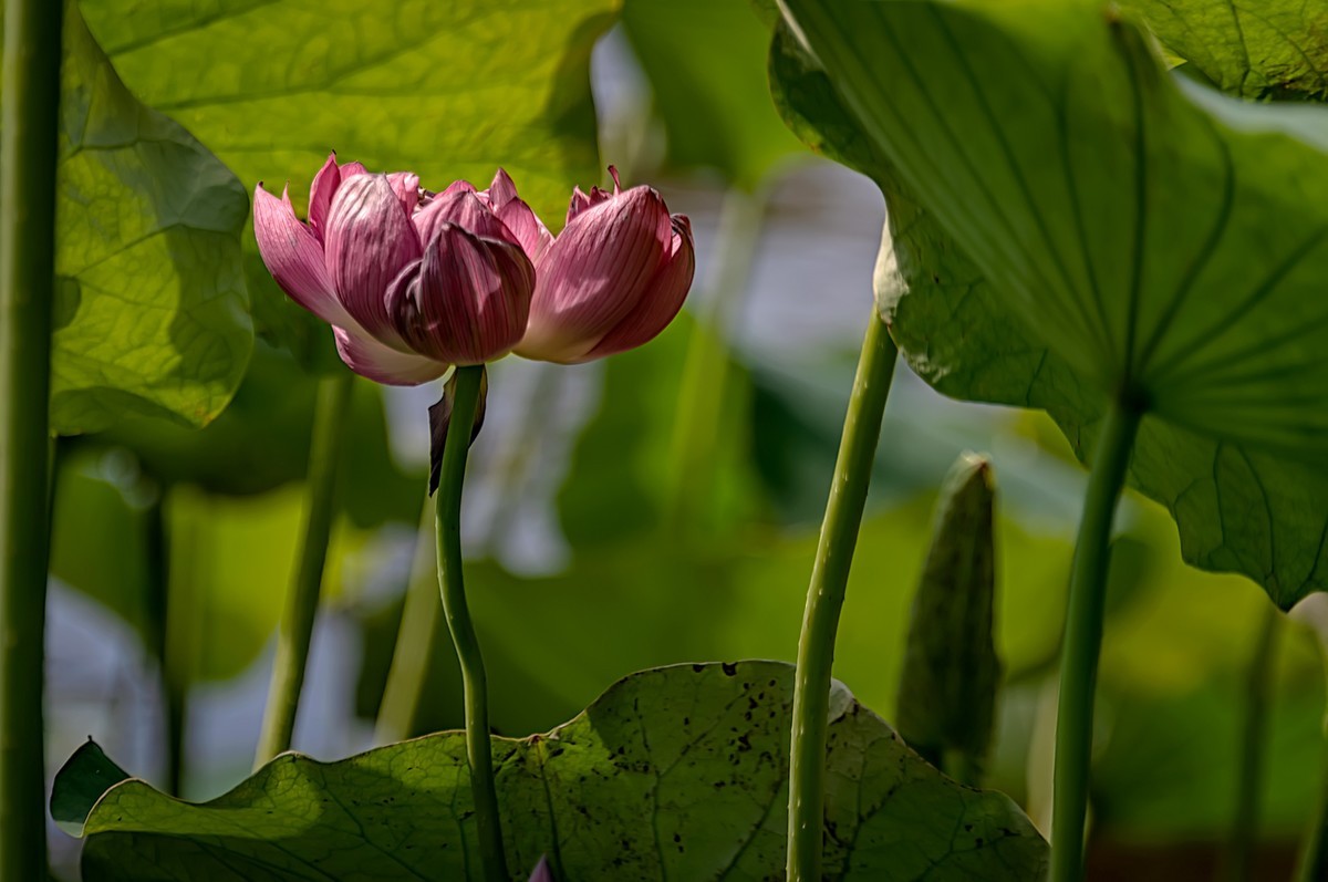 芒种已至，荷花盛开 （2）
