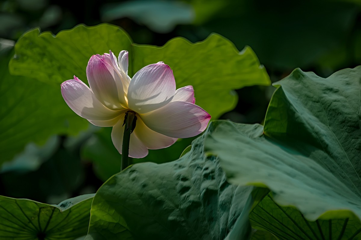 芒种已至，荷花盛开 （2）
