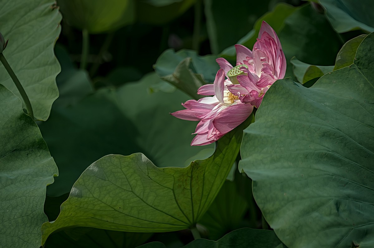 芒种已至，荷花盛开 （2）