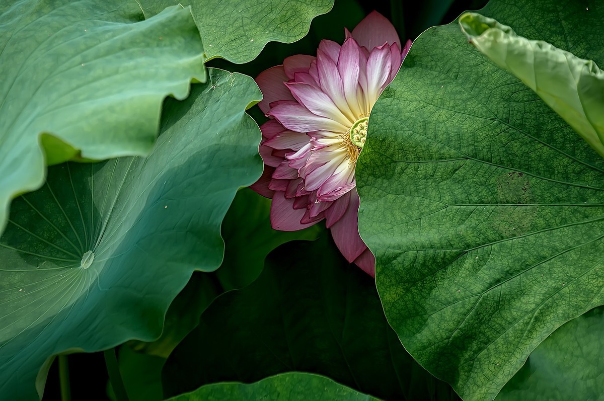 芒种已至，荷花盛开 （2）