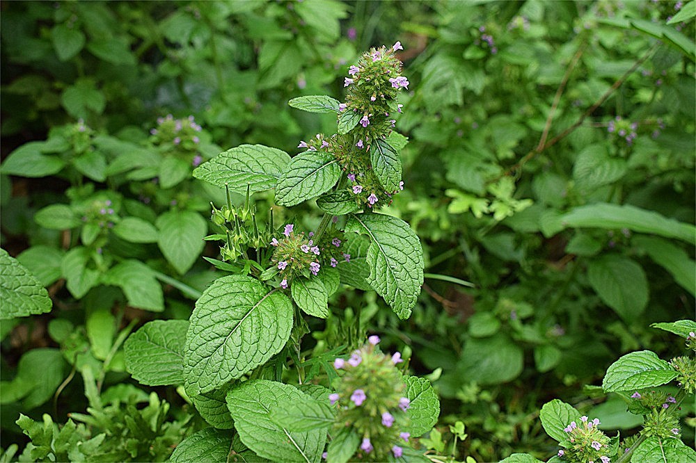 ～随拍·杂片～