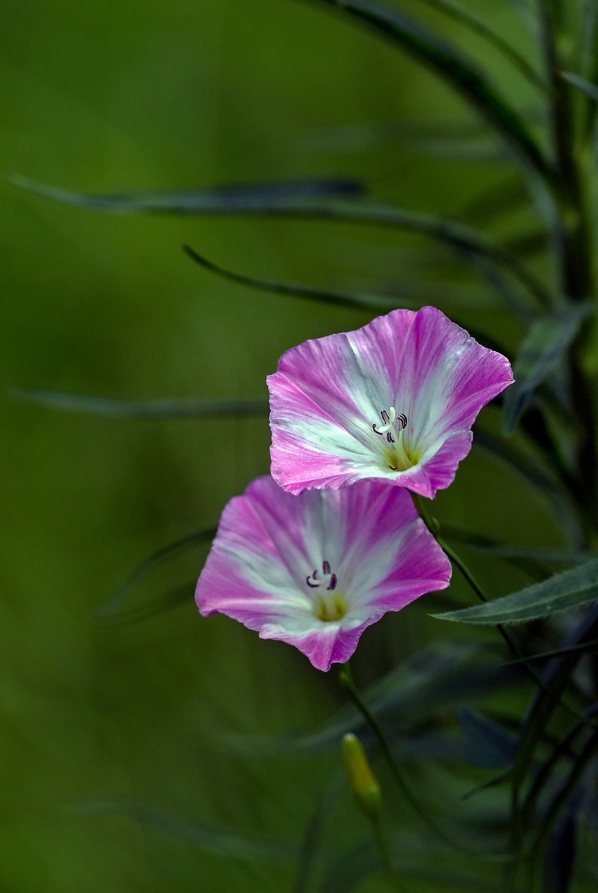 牵牛花